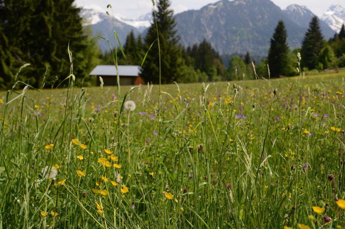 Blumenwiese mit Bergen im Hintergrund in Oberstdorf