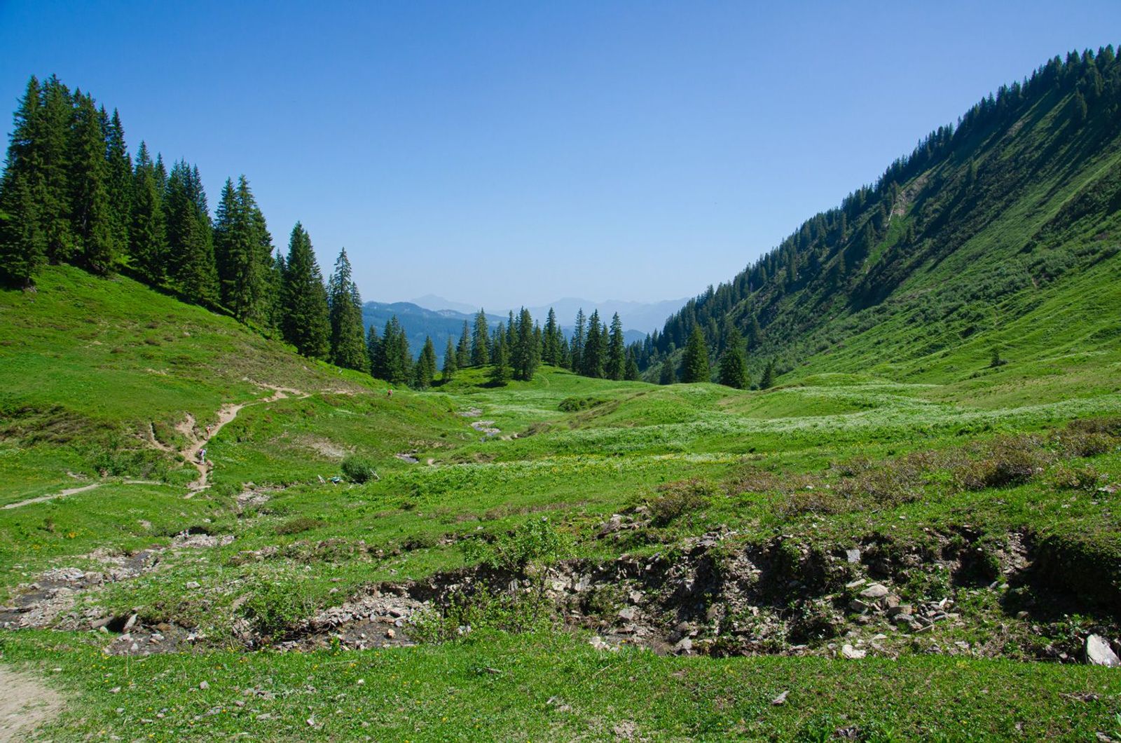 Grüne Landschaft im Allgäu