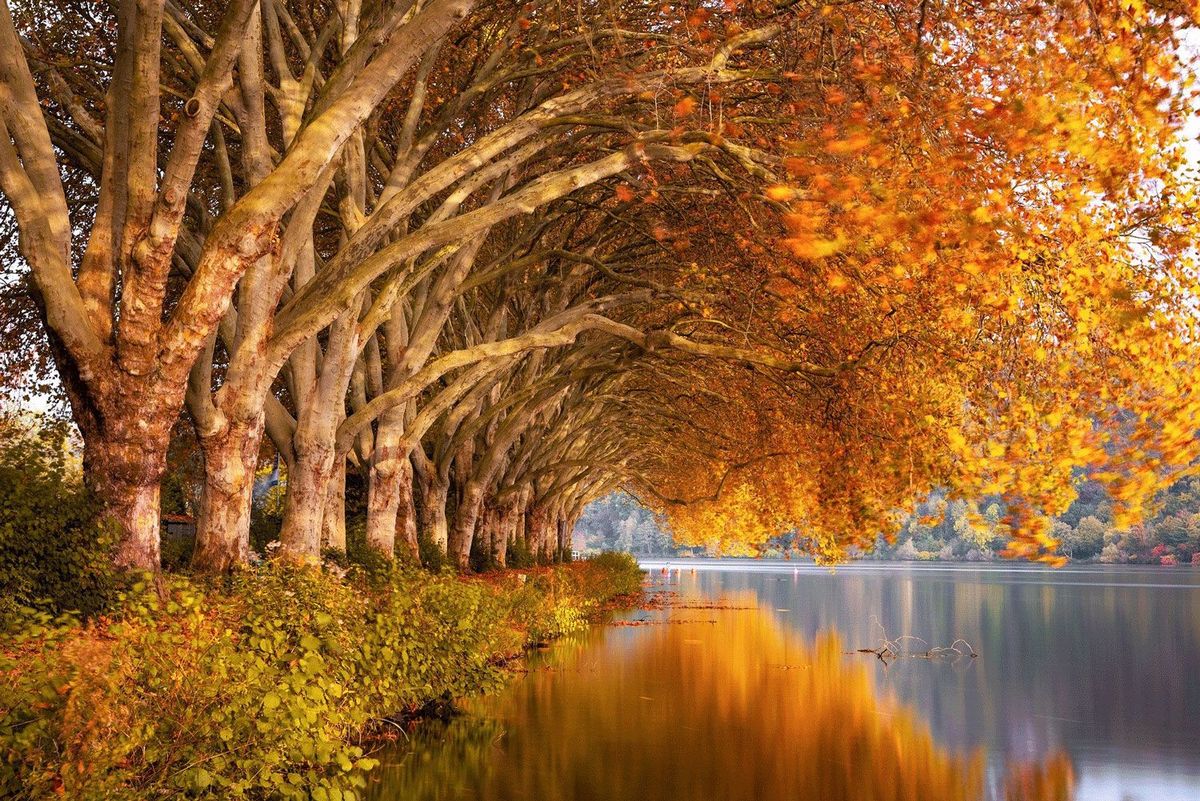 Bunte Bäume im Herbst am Baldeneysee