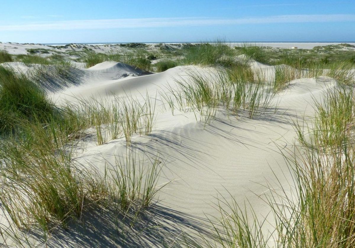 Dünen mit blauem Himmel auf Borkum