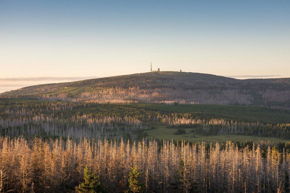 Ausblick auf den Brocken im Nationalpark Harz