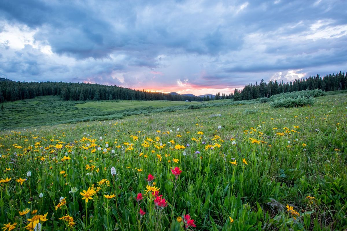 Bunte Wiese in den Bergen bei Sonnenuntergang