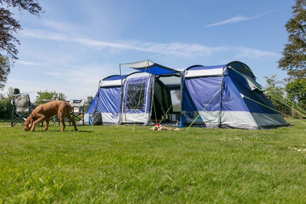 Aufgebautes Familienzelt Montana mit Hund, der im Vordergrund über die Wiese läuft