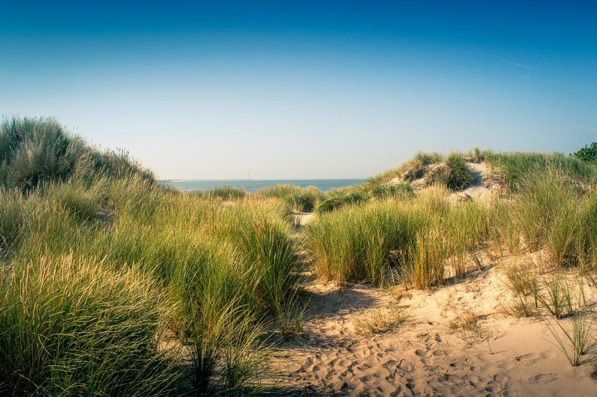 Dünen am Strand von Renesse bei blauem Himmel