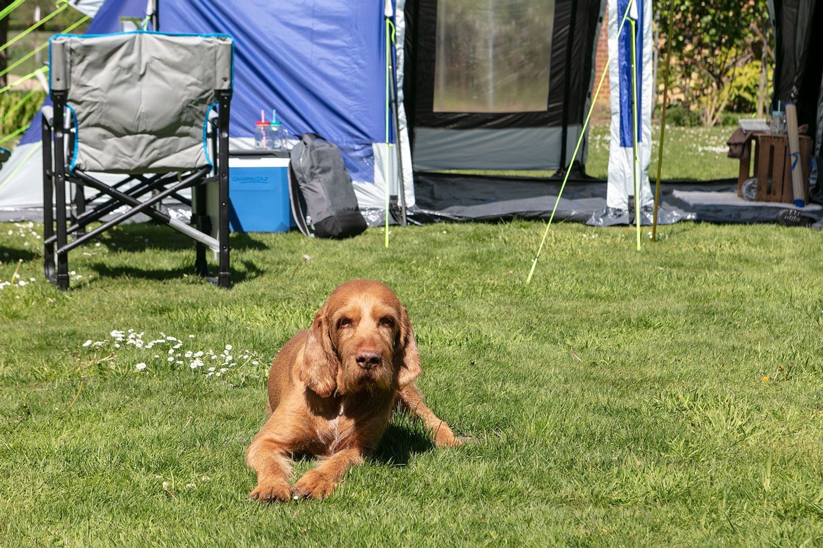 Hund liegt auf der Wiese vor einem Montana Tunnelzelt