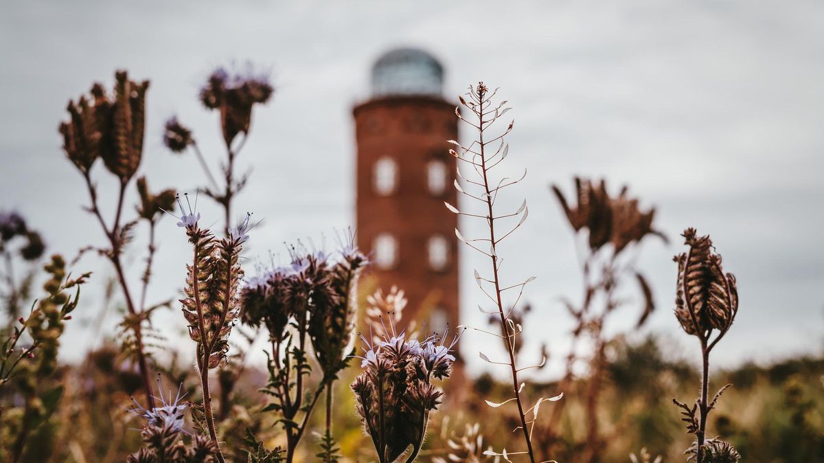 Kap Arkona auf Rügen mit Peliturm im Hintergrund und Pflanzen im Vordergrund