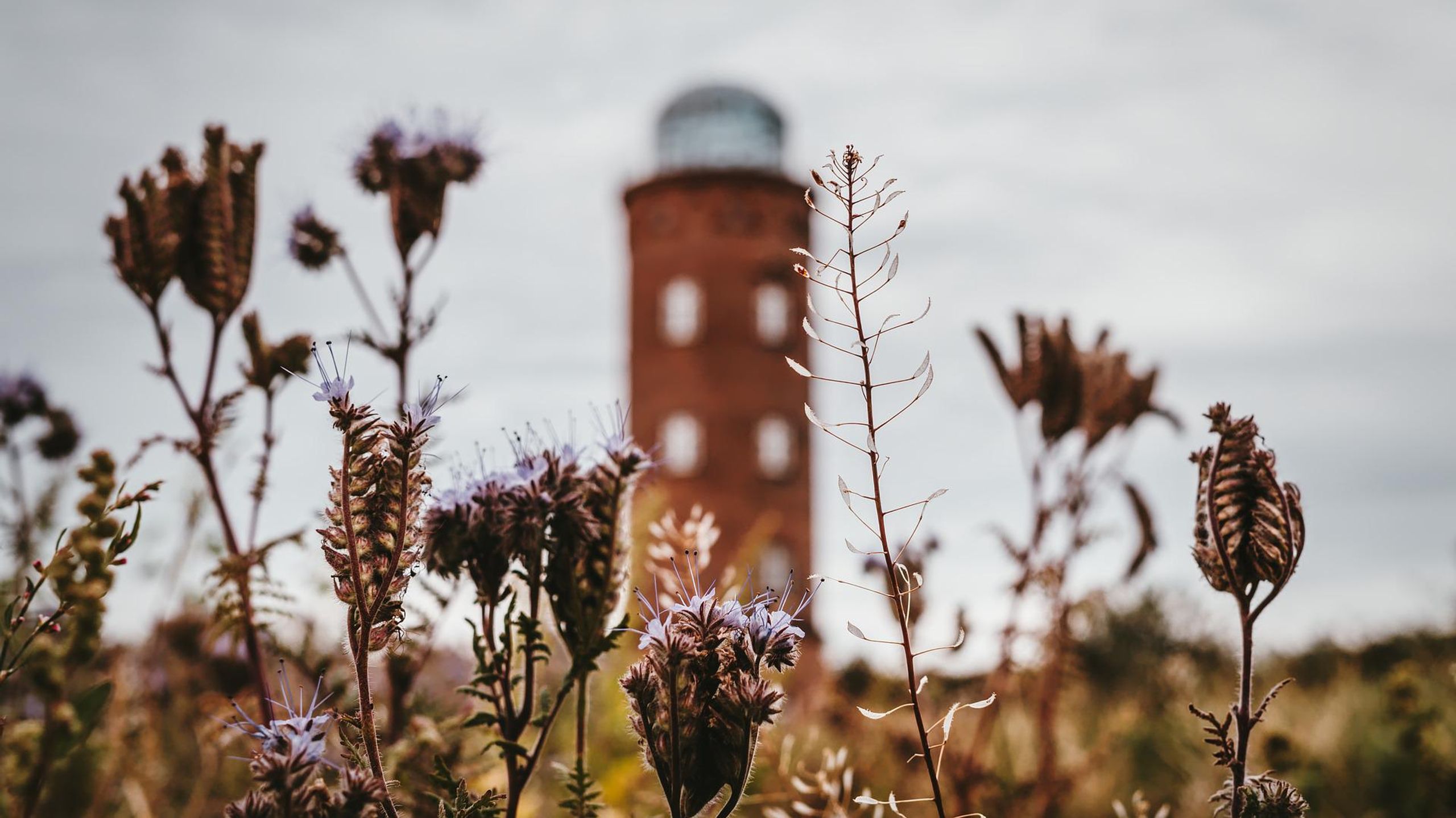 Kap Arkona auf Rügen mit Peliturm im Hintergrund und Pflanzen im Vordergrund