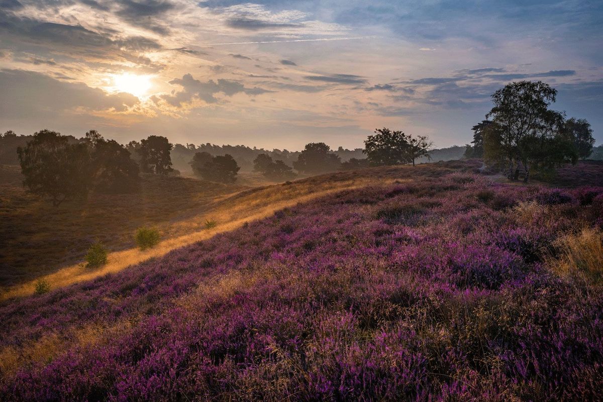 Blühende Westruper Heide am Halterner Stausee bei Sonnenuntergang