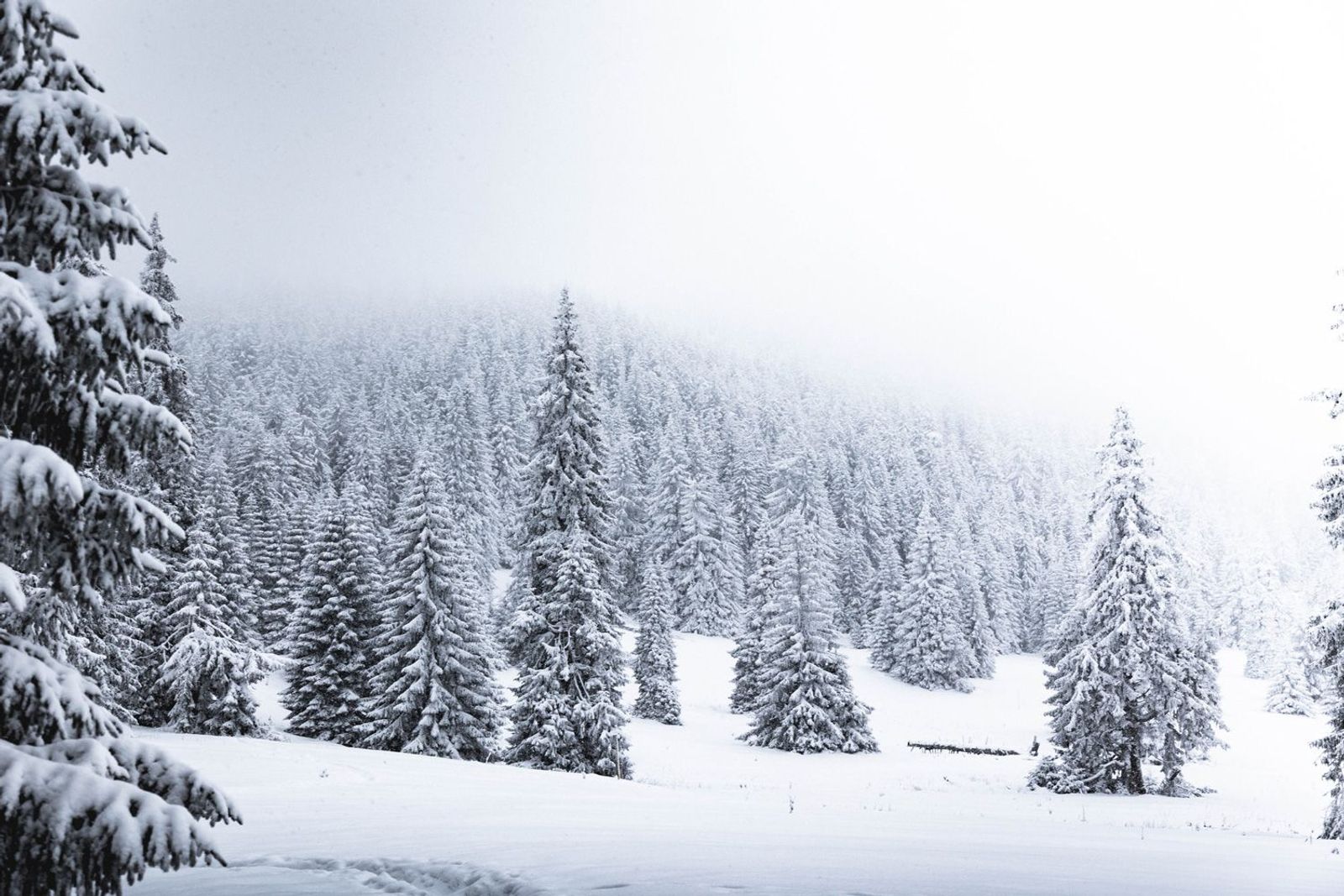 Schneebedeckte Tannen