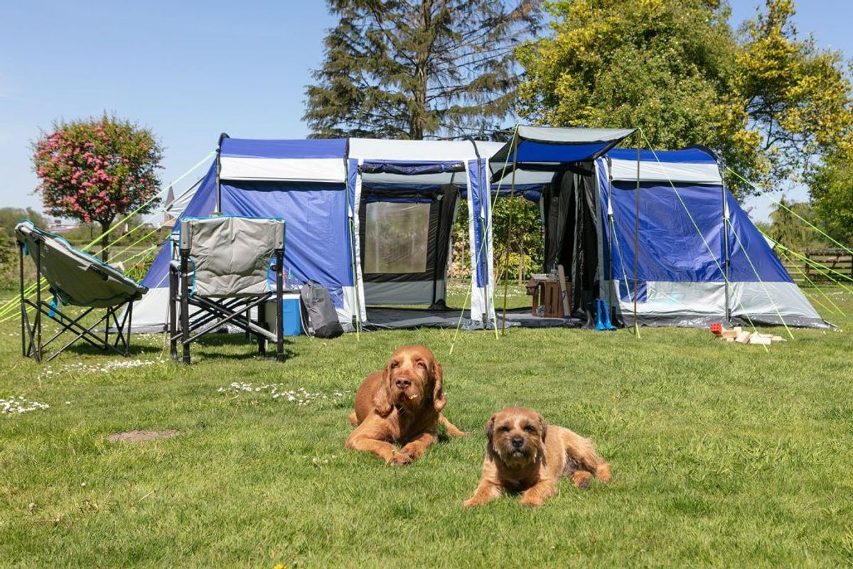 Zwei Hunde die in der Sonne vor einem Zelt auf dem Campingplatz liegen